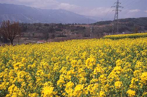 �k���΂ւ̓r��1